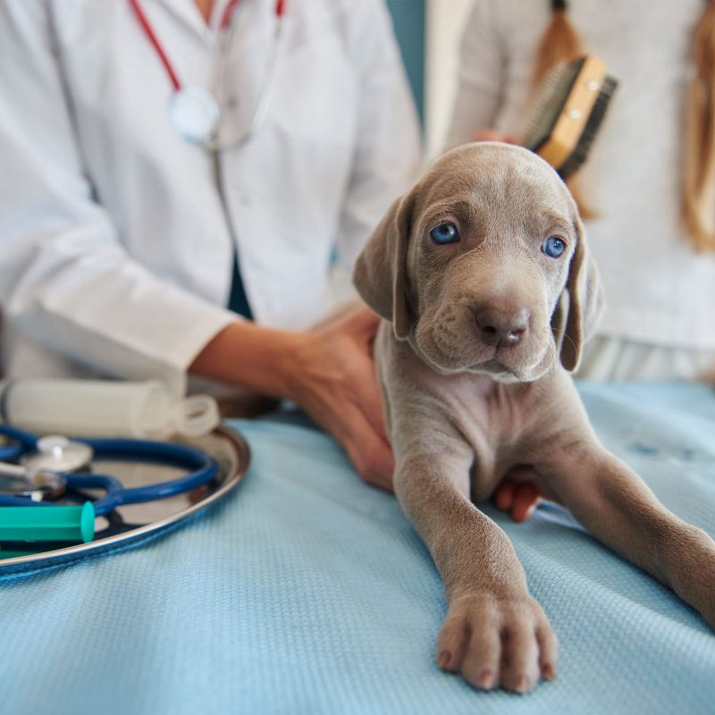 bono cachorro clínica veterinaria en Valencia