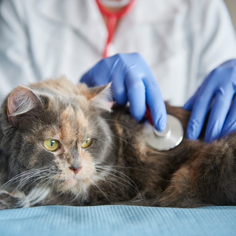 bono gato clínica veterinaria en Valencia
