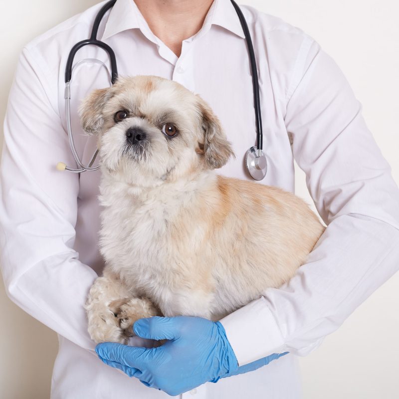 bono perro clínica veterinaria en Valencia